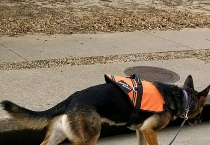 K9 Search & Rescue for missing Pets
